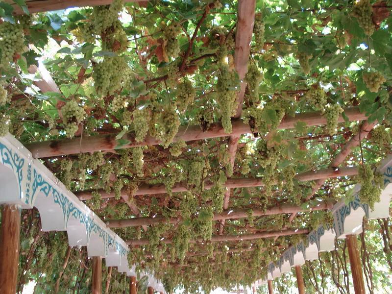 防腐木葡萄架04